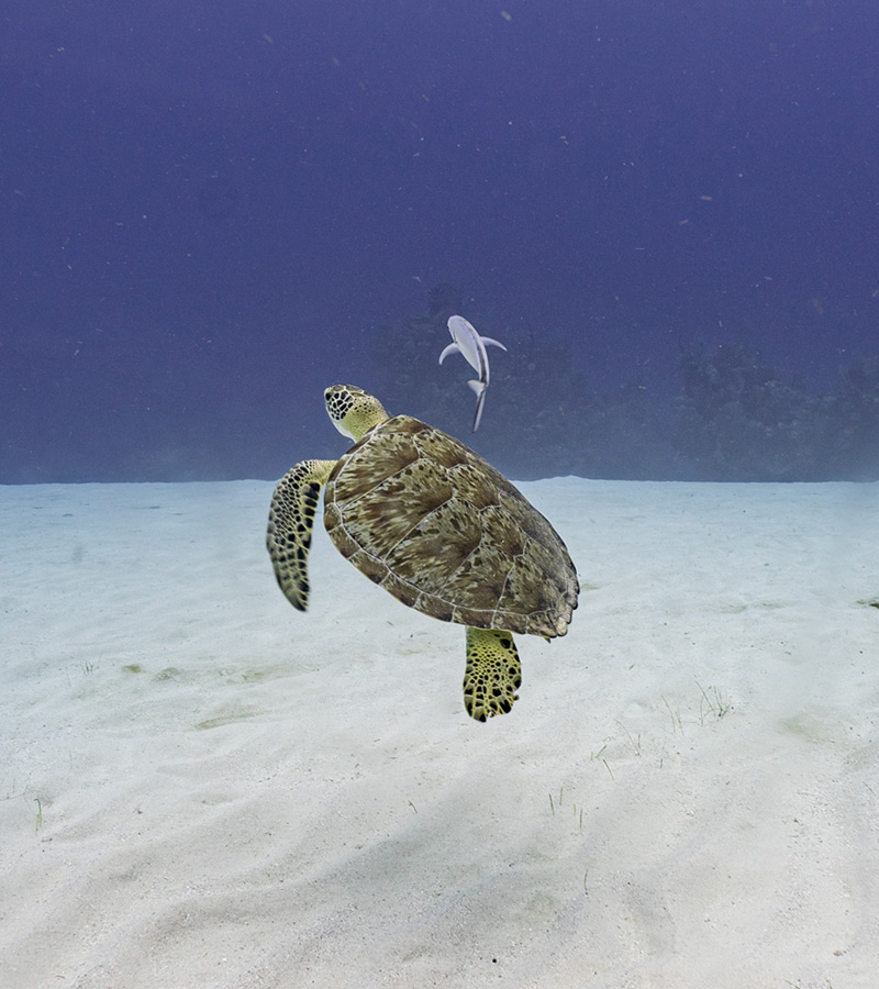 When & Where to See Sea Turtles in Belize on Your Vacation